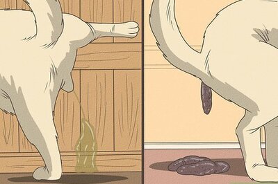 How to Manage Separation Anxiety in Older Dogs