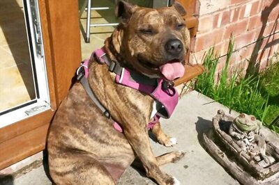 Britain's 'Loneliest Dog' Lands Role In Michael Bay's Movie