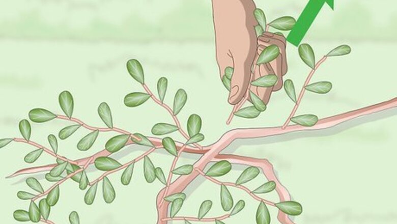 How to Kill Purslane