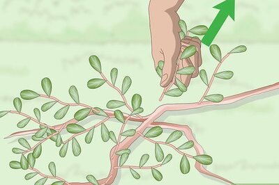 How to Kill Purslane