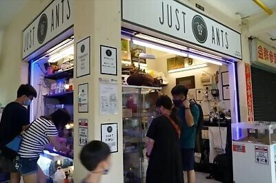 Singaporean Taps Captive Market Selling Ant Farms Amid Pandemic