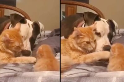 Watch: Adorable Video Of A Mommy Cat Introducing Her Kitten To A Dog Is Viral