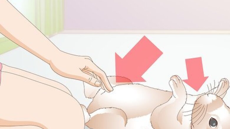 How to Prevent Fly Strike in Rabbits