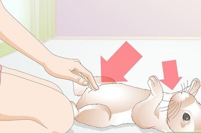 How to Prevent Fly Strike in Rabbits