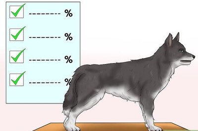 How to Become a Dog Show Judge
