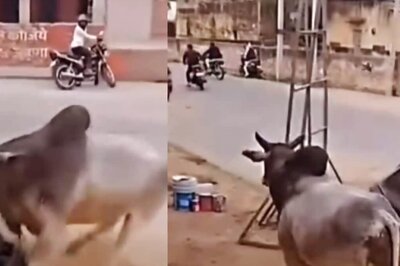 Video Shows Intense Fight Between Cow And Bull, Shopkeeper Narrowly Escapes