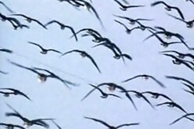 11-yr-old writes million-dollar book