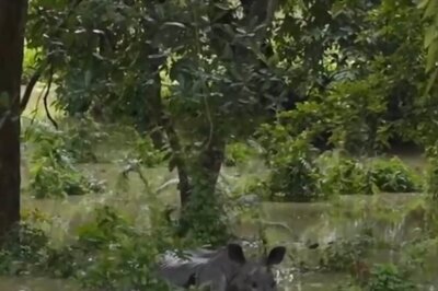 Assam Flood: 129 Wild Animals Dead In Kaziranga Park, CM Sarma Shares Video Of Stranded Rhino Calf