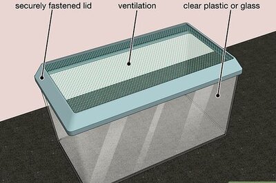 How to Care for Snails