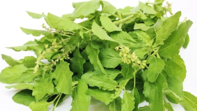 Do You Know About These Amazing Health Benefits of Tulsi?