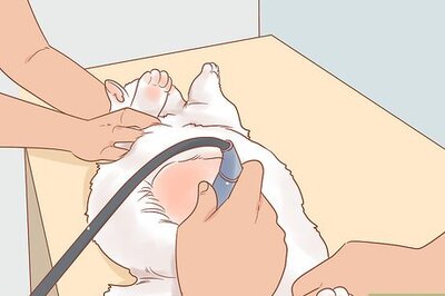 How to Take Care of a Mother Cat Before and After Having Kittens