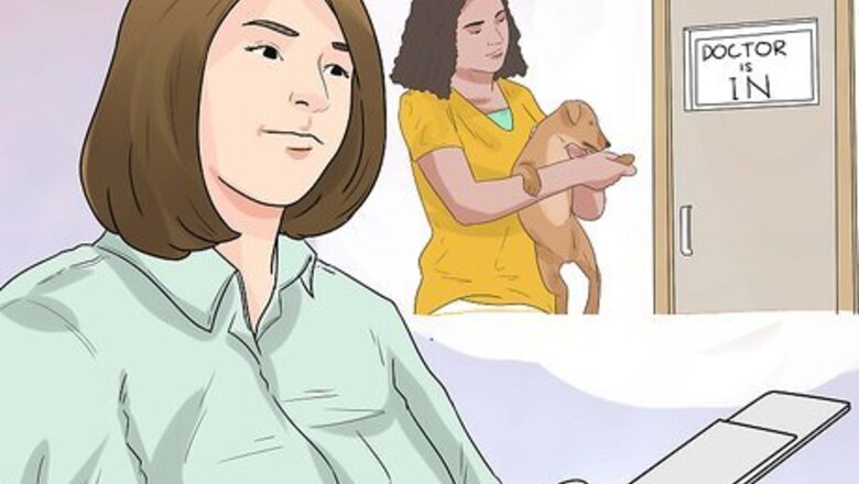 How to Care for Your Gun Dog