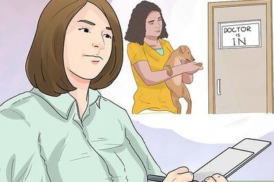 How to Care for Your Gun Dog