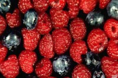 It's berry berry good for the brain