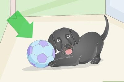 How to Get a Puppy to Sleep Through the Night