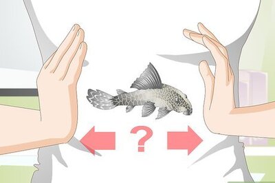 How to Introduce a Pleco to a Goldfish Tank