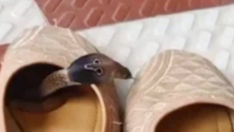Viral Video Of Snake Hiding Inside Shoe Will Creep You Out