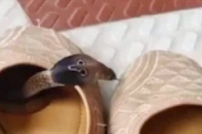 Viral Video Of Snake Hiding Inside Shoe Will Creep You Out