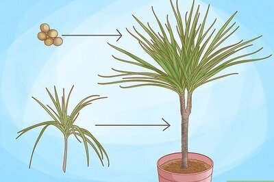 How to Grow Dracaena Marginata