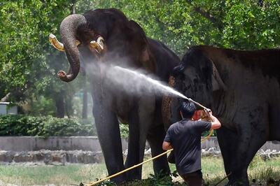 Jumbo Census: Assam Has Highest Number of Captive Elephants, Kerala and Karnataka Follow