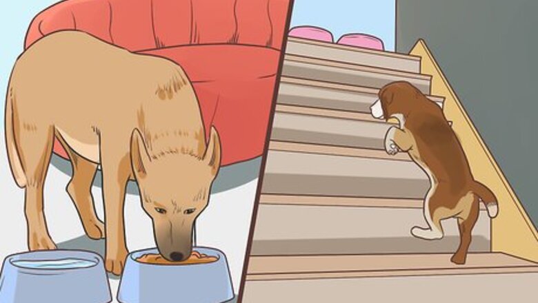 How to Deal with Morning Stiffness in Senior Dogs