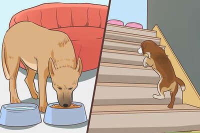 How to Deal with Morning Stiffness in Senior Dogs
