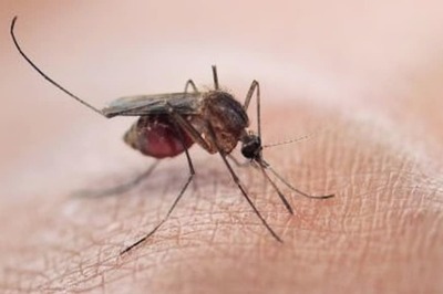 India Has 4th Highest Number of Malaria Cases and Deaths in World: WHO Report