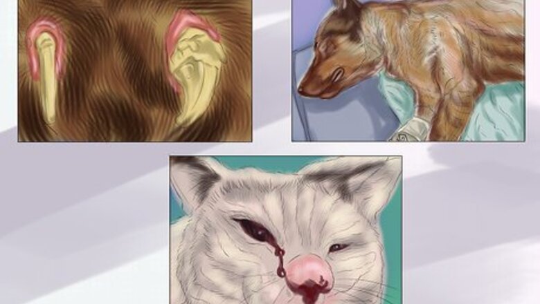 How to Report Animal Abuse