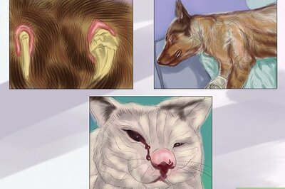 How to Report Animal Abuse