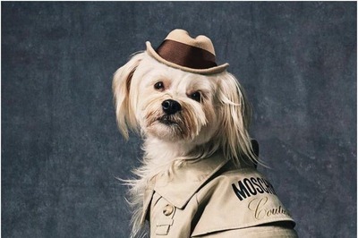 How Can You Protect Your Pets From Heat Stroke, Dehydration?