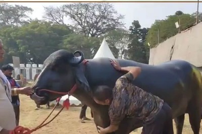 At Bihar Dairy And Cattle Expo, All Eyes On 15-Quintal Celebrity Buffalo