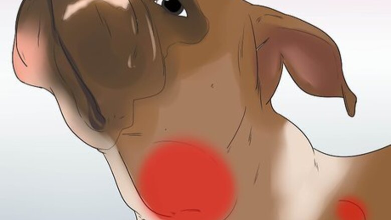 How to Diagnose Mast Cell Tumors in Boxers