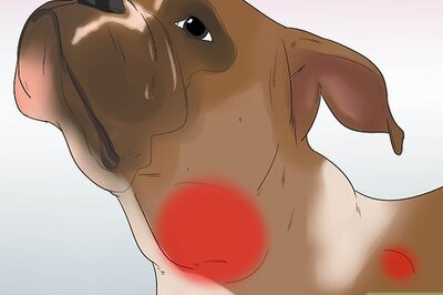 How to Diagnose Mast Cell Tumors in Boxers