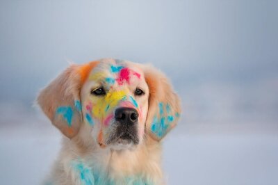 Holi 2023: Holi Celebrations Can Pose Health Risks to Your Furry Friends