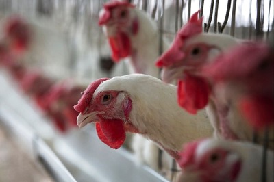 Bird Flu Confirmed in Few More Cities in Maharashtra, Gujarat and Chhattisgarh