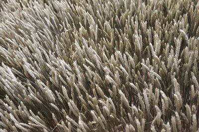 5,000 Wheat Purchase Centres Become Operational in UP