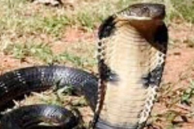 Students In Bihar School Spot A Giant Snake. Here’s What Happened Next