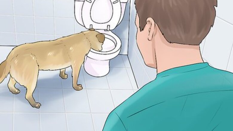 How to Get a Dog to Stop Drinking from the Toilet