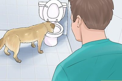 How to Get a Dog to Stop Drinking from the Toilet