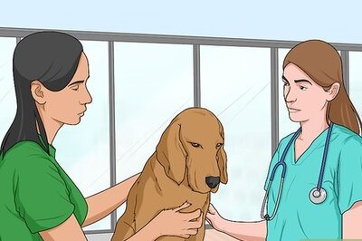 How to Nurse a Dog Through Parvo