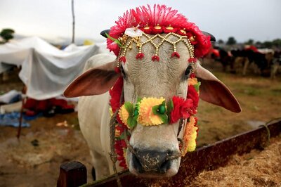 News Digest: After Strict Law, Haryana Gives Cows 24-hour Helpline
