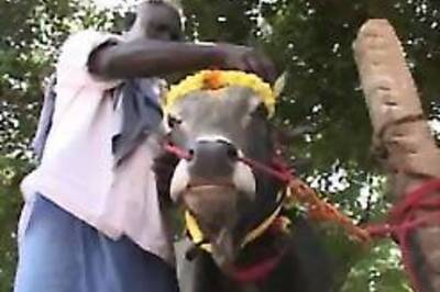 In Pics: Indian bullfight | SC warns no cruelty to animal