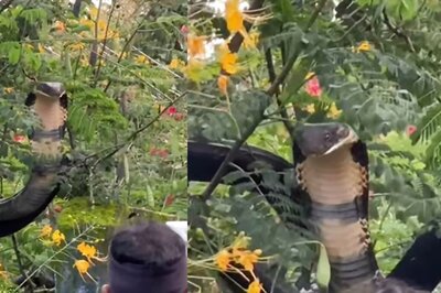 Daring Rescue Of 12-Foot-Long Cobra In Karnataka Will Send Chills Down Your Spine