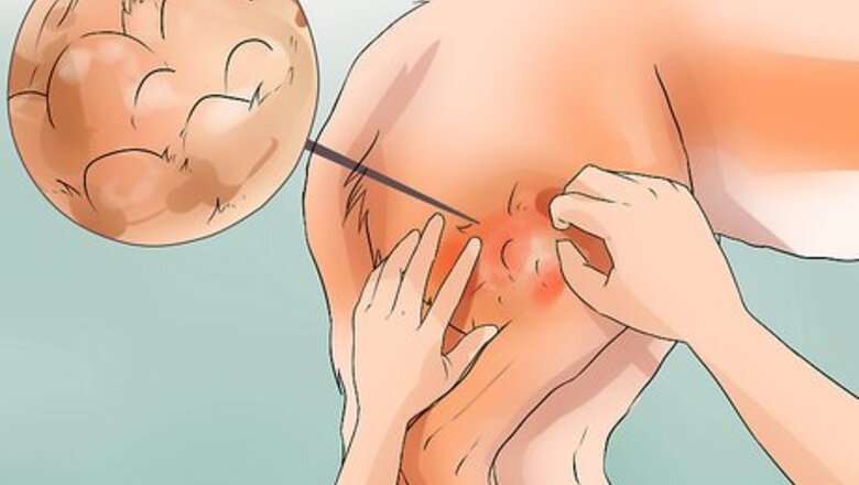 How to Diagnose Canine Cancer