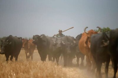 Cattle Smuggled From India Harming Economy of Bangladesh: BGB