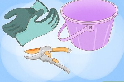 How to Deadhead Roses