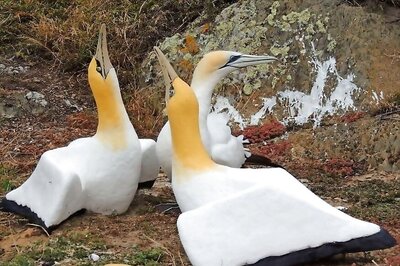 'World's Loneliest Bird' Nigel Passes Away In New Zealand