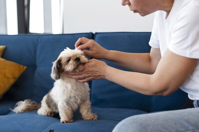 Paw-fect Skin: The Importance of Derma Care for Pets Fur-ever Beauty