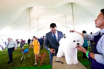 Star Dog Handler Hurt In Wreck En Route To Westminster Show