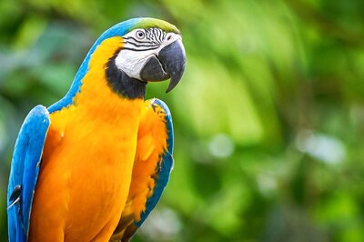 Taiwan Man Fined Rs 74 Lakh After His Parrot Injures Doctor, Hospitalises Him for A Week